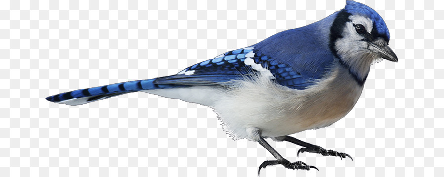 Uccello Blu jay fotografia Stock - uccelli acquerello