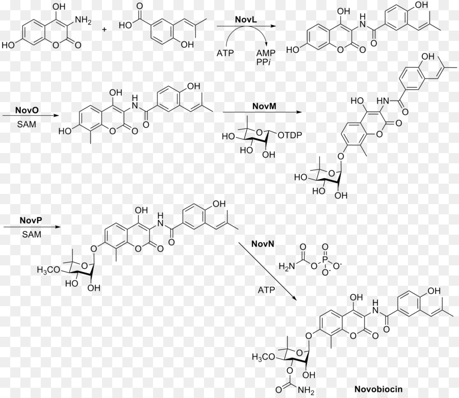 Novobiocina sintesi Chimica Rifampicina Sulfadoxine Escrezione - altri