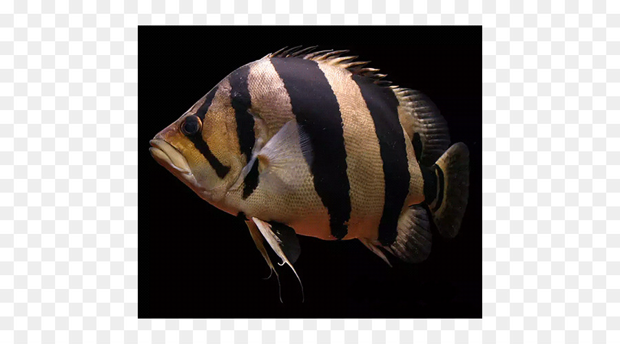 Pesce tigre siamese Datnioides microlepis - tigre