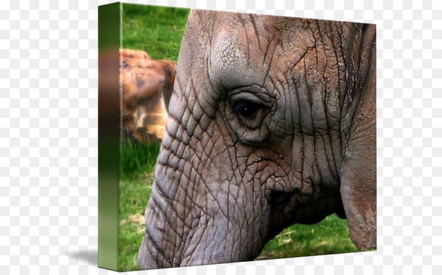 Indischer Elefant afrikanischer Elefant Nashorn Close-up - Elefant Indien
