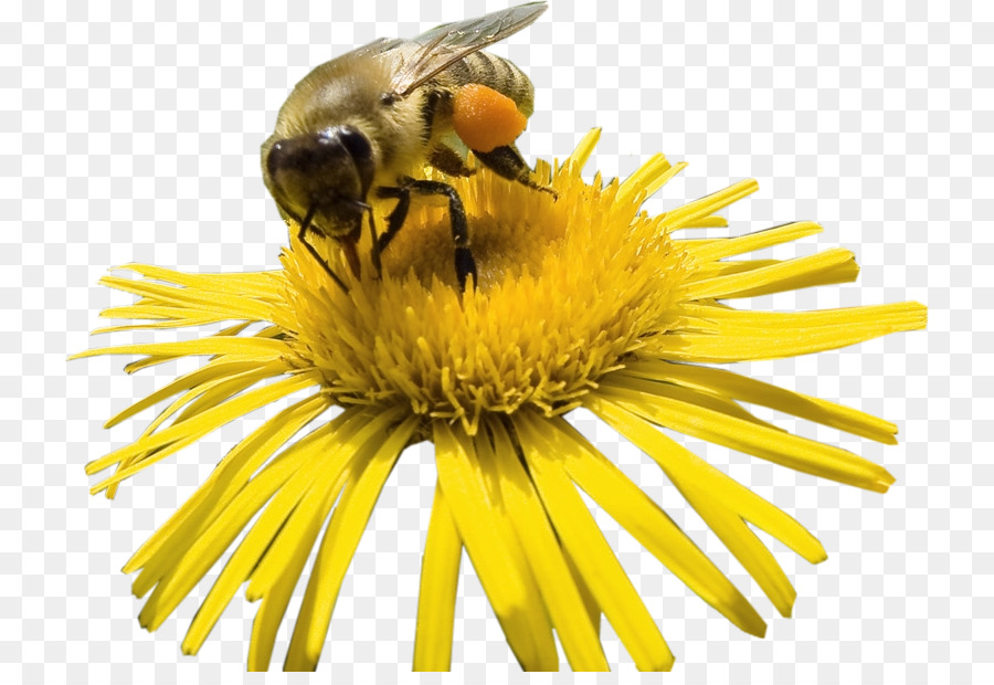 Honey bee Hummel Nektar - Biene