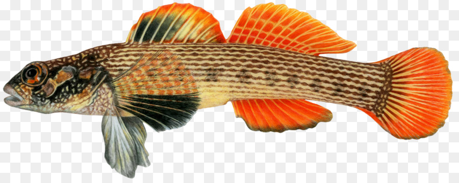 Okaloosa darter Pesce Animale di Nozze - a strisce