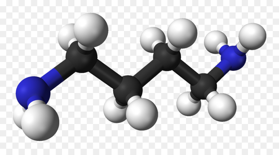 Putrescine Leichengift Chemische Substanz Spermine Drei-dimensionalen Raum - vier ball