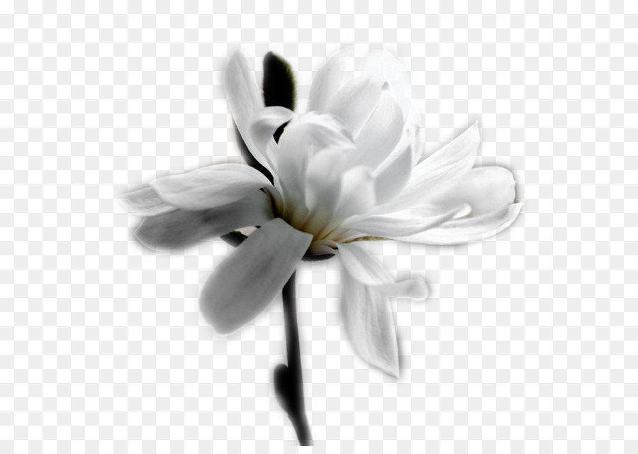 Weiss Desktop Wallpaper Blume, Blütenblatt Parfüm - Blume