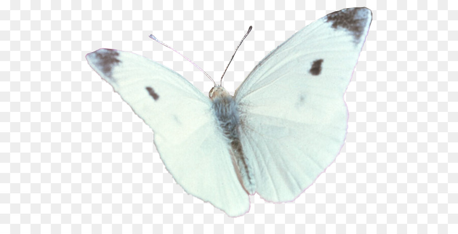Spazzola zampe farfalle Pieridae Gossamer ali di farfalle, Falena, Farfalla - farfalla bianca