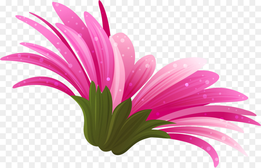 Rosa Transvaal daisy Color Clip-art - Blume