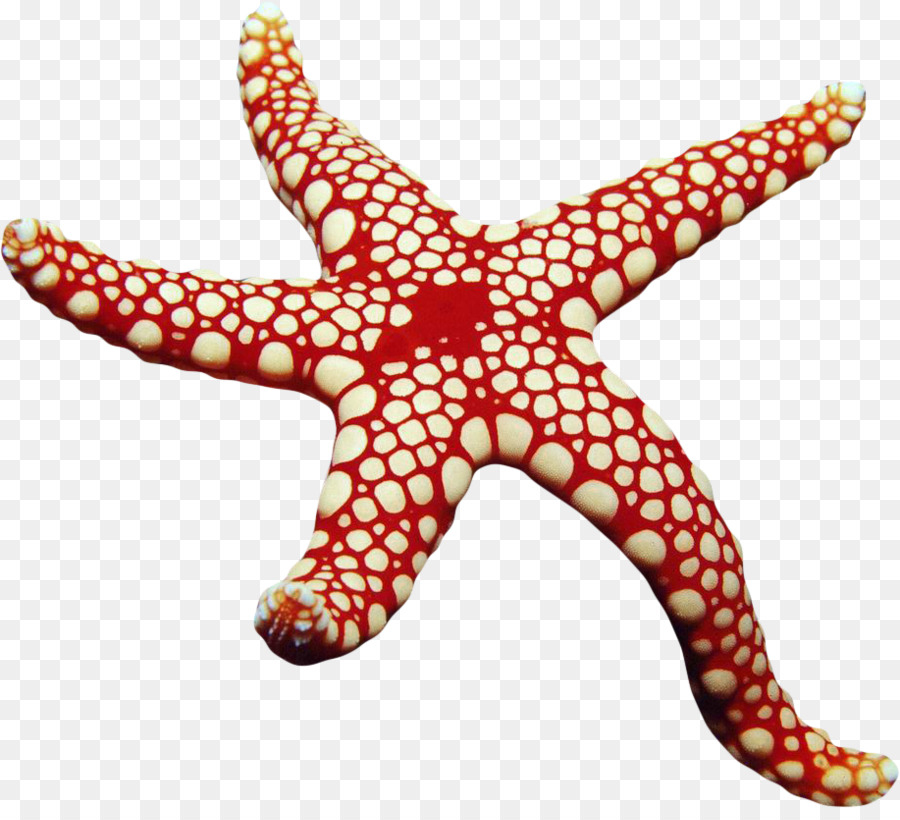 Fibbie Per Cinture Starfish Corsetto Vita - cintura