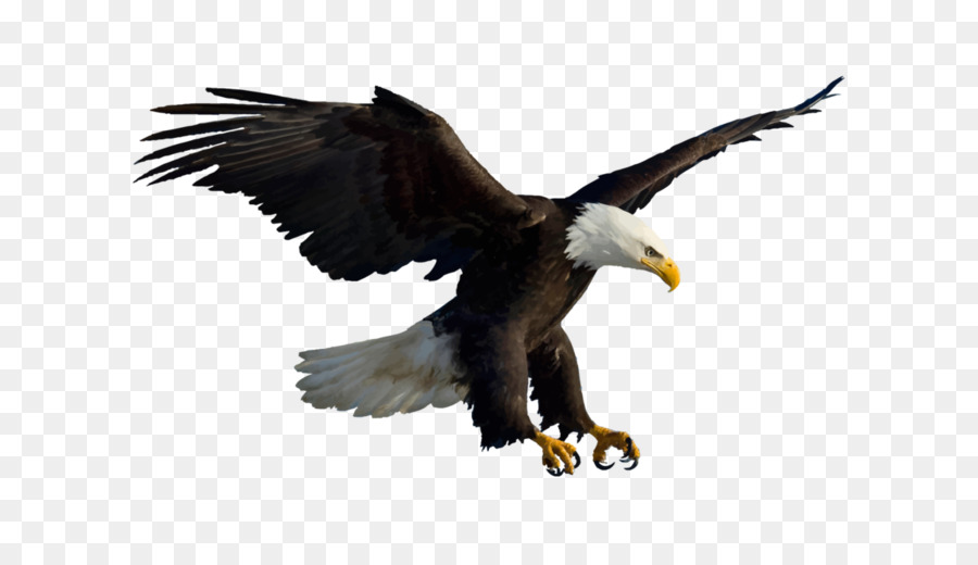 Chim đại Bàng đầu Hói đuôi Trắng Eagle - con chim