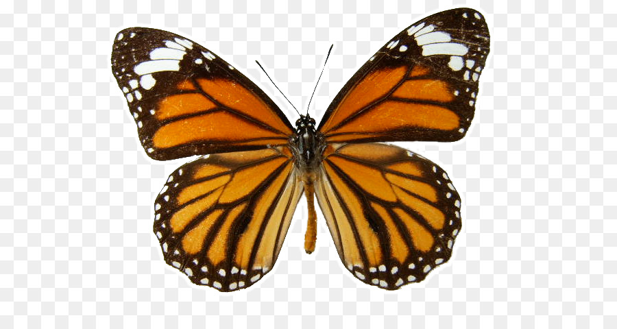 Farfalla monarca Orientale tiger swallowtail Danaus genutia - bruco a farfalla