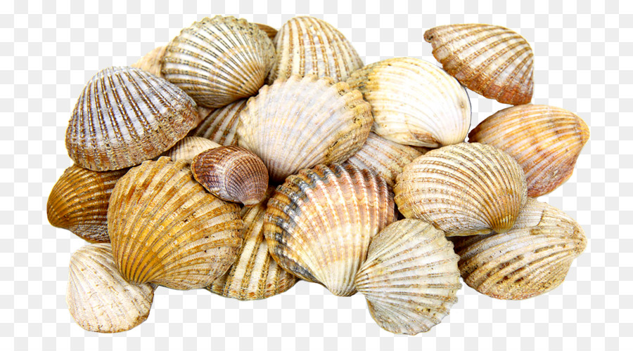 Cockle di Conchiglie di Molluschi shell - mar