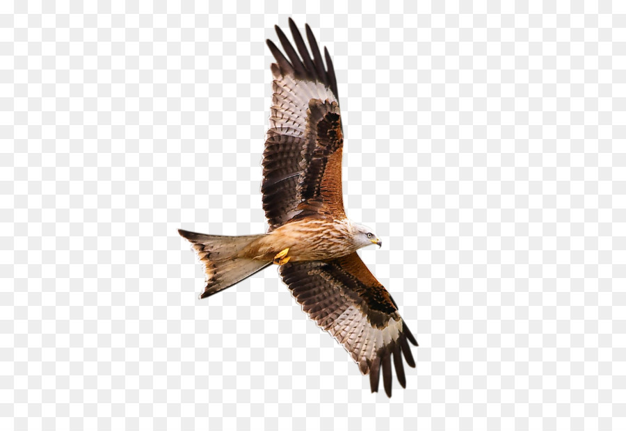 Uccello rapace Falco - uccello