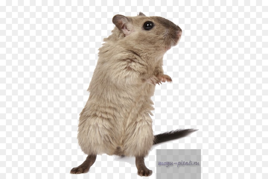 Nager-Hamster Braune Ratte Maus mongolische Wüstenrennmaus - Maus