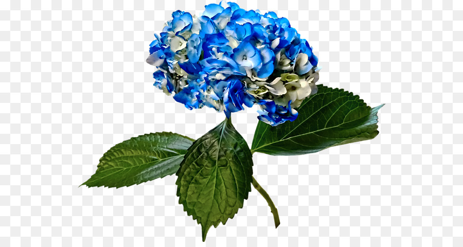 Hydrangea Bettdecke Teppich, Schnitt Blumen Blau - Hortensien