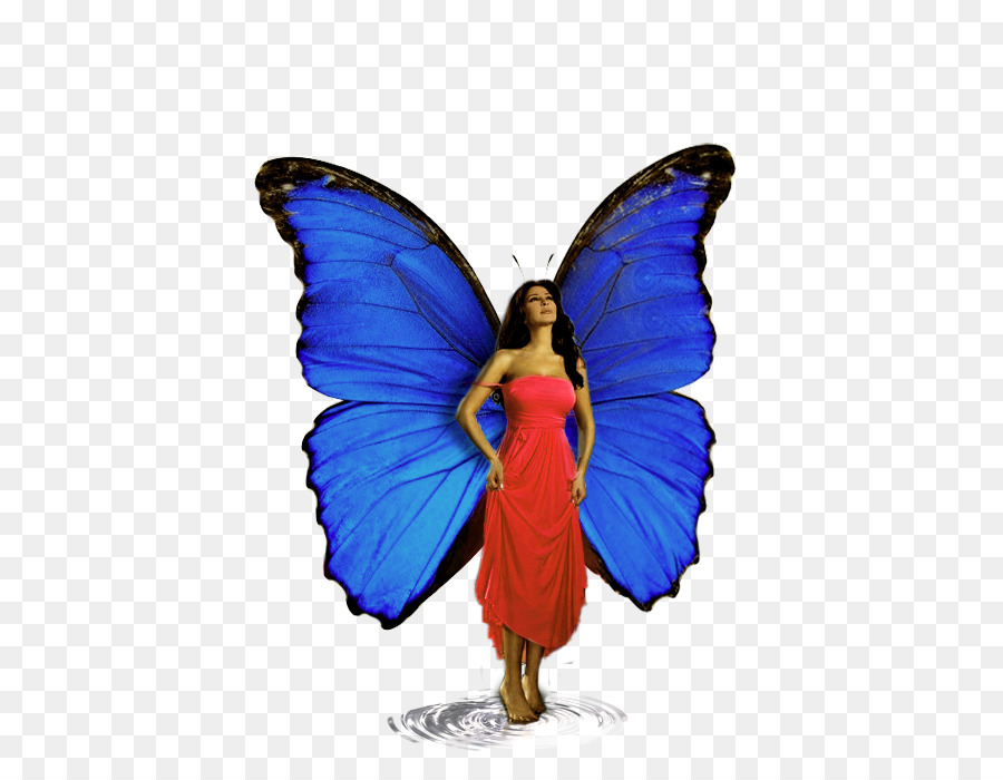 Monarch butterfly Kobalt blau Pinsel footed Schmetterlinge Fee - schmetterling