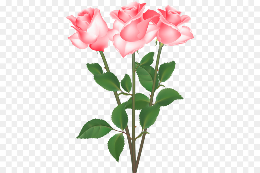 Le rose da giardino di Cavolo rosa Floribunda Clip art - altri