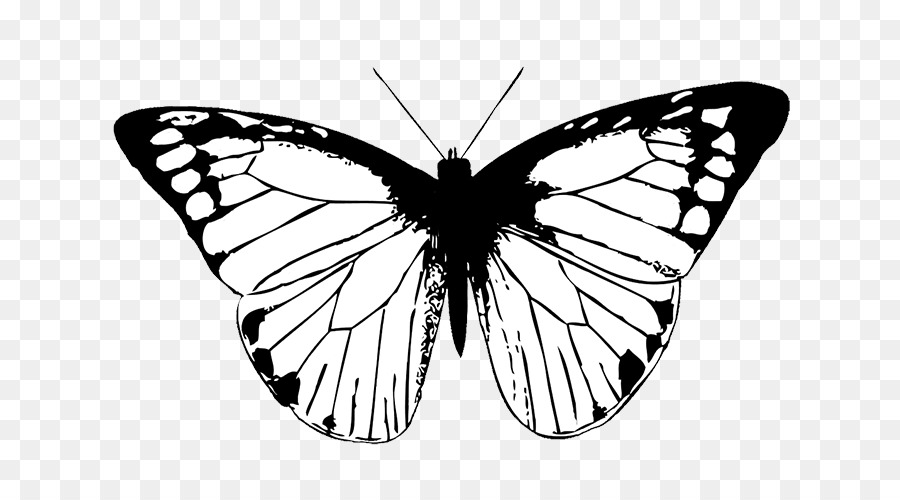 Monarch Schmetterling Zeichnung Clip art - weißer Schmetterling