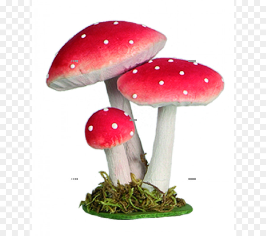 Amanita muscaria Fungo Agarico Fungo Giallo - funghi