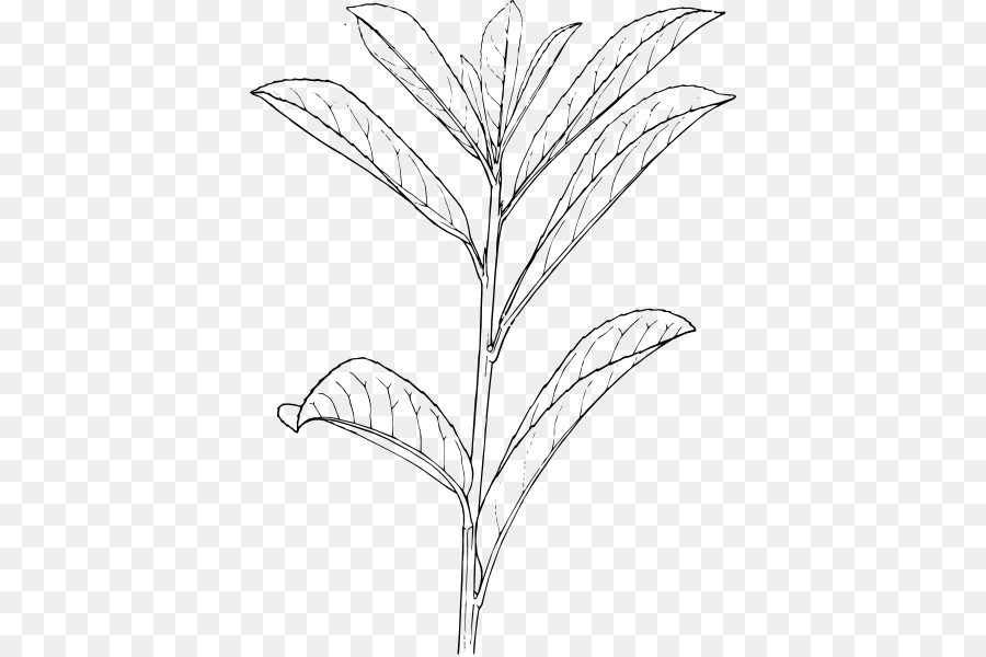 Strauch Zeichnung Pflanze Baum - Zeichnung Anlage