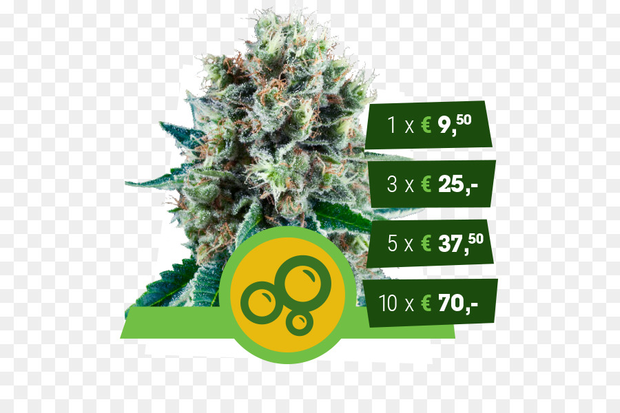 Kush Autoflowering cannabis Cannabis ruderalis Samen - Cannabis Anbau