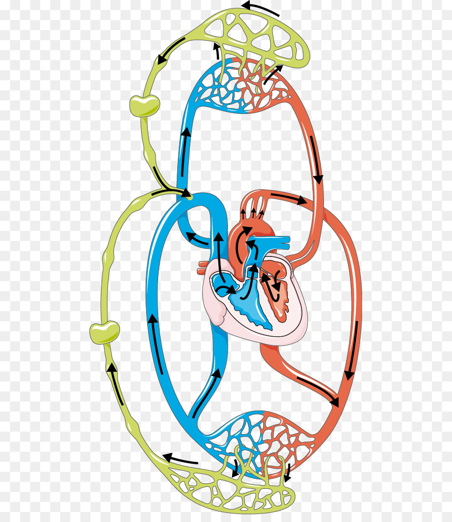 Lymphsystem Kreislauf-system Blut-Lymphe-Knoten - Kreislaufsystems