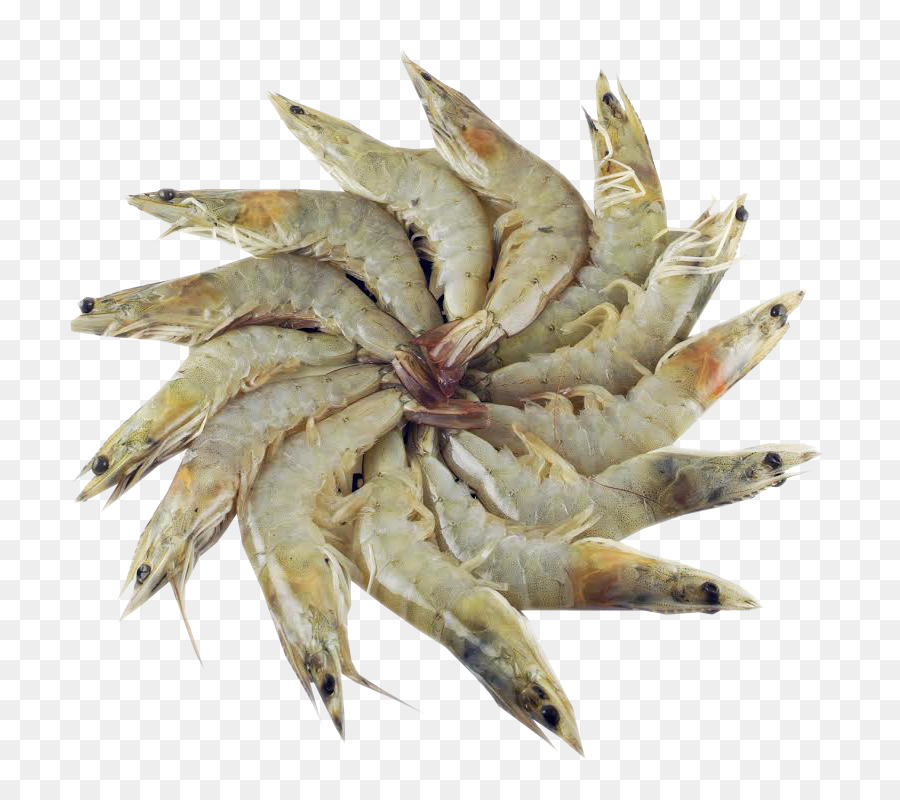 Sardina prodotti a base di Pesce olio di pesce Acciughe Salate pesce - frutti di mare freschi