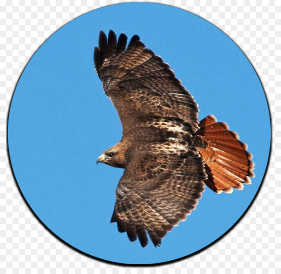 Hawk Chim Công Viên Quốc Gia Canyonlands Đại Bàng Đầu Hói - con chim