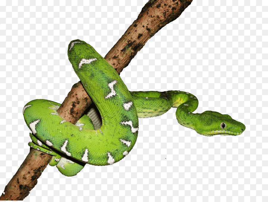 Amphibien Reptil - Equador