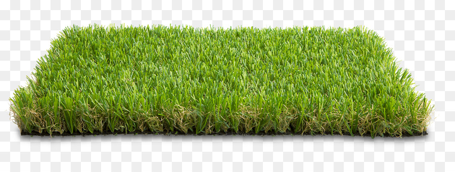 Wheatgrass Giardino, arredo urbano, Sport pianta Erbacea - paesaggio verde