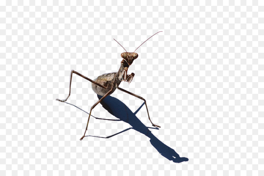 Mantis Côn Trùng - côn trùng