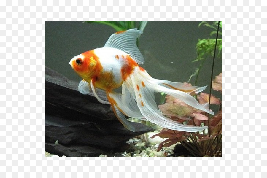 Veiltail Gemeinsamen Goldfisch Koi Aquarium - Fisch