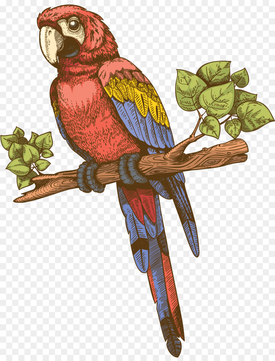 Parrocchetto Clip art - pappagalli