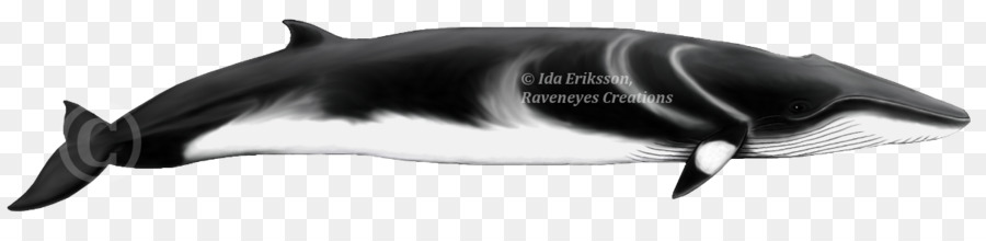 Porpoise tursiope Cetacei Gervais' becco balena iperodonte - Balena Minke