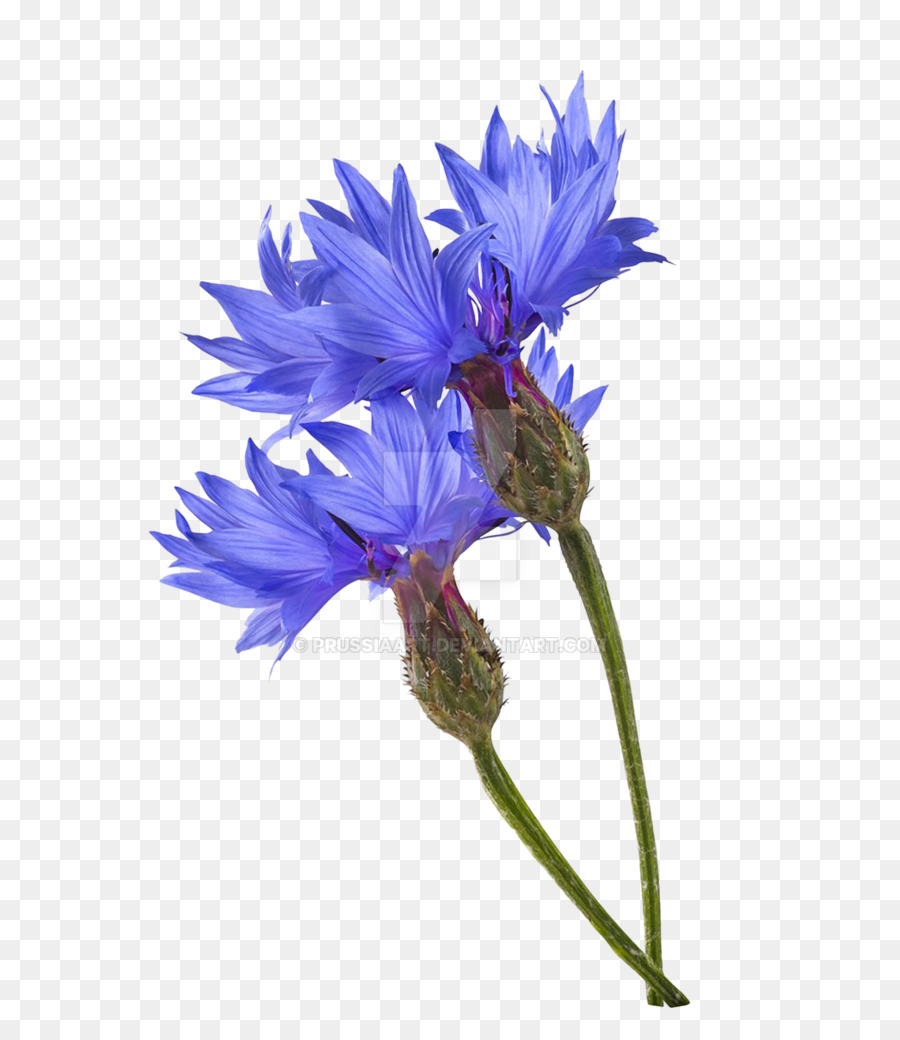 Kornblume blau Fotografie Blau Blume - mais pflanze