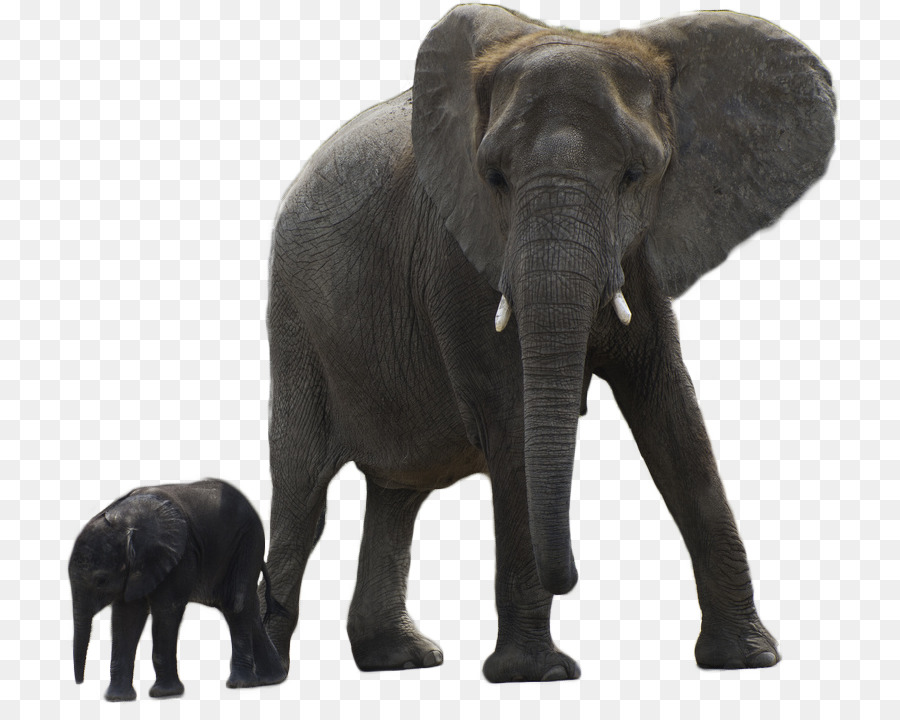 Asiatischen Elefanten, die afrikanischen Waldelefanten - Kreaturen