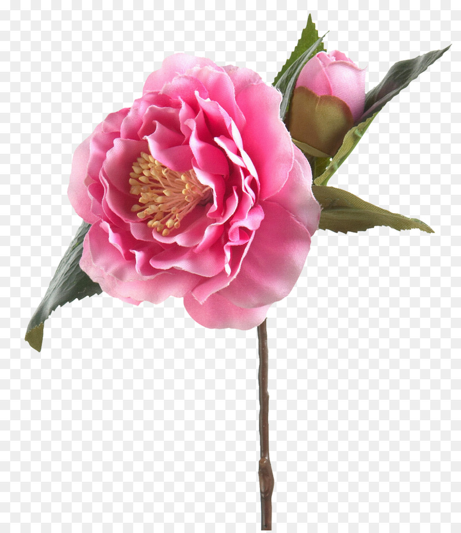 Kohl rose Garden Rosen Яндекс.Фотки Schnittblumen - Cg