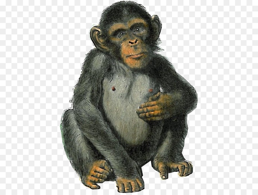 Gemeinsame Gorilla westlicher gorilla Makake Bear Affe - Mono