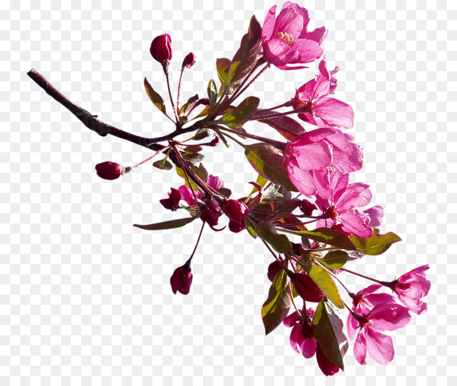 Cành hoa Đào Bụi Clip nghệ thuật - chi nhánh sakura