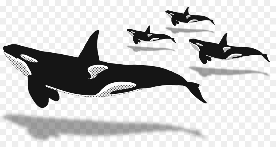 Delphin Killer Wal Walbeobachtung Wale Blauwal - Walbeobachtung