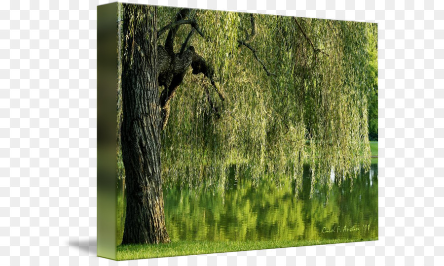 Stamm-Baum Weeping willow Wald Imagekind - Trauerweide