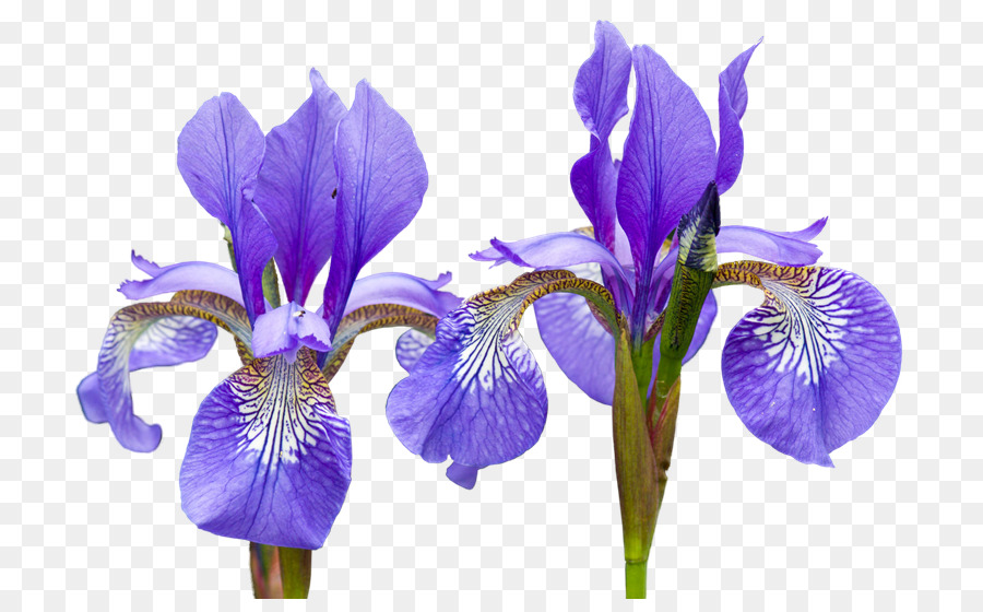 Nord bandiera blu Iris Fiore, radice di Giaggiolo - iris