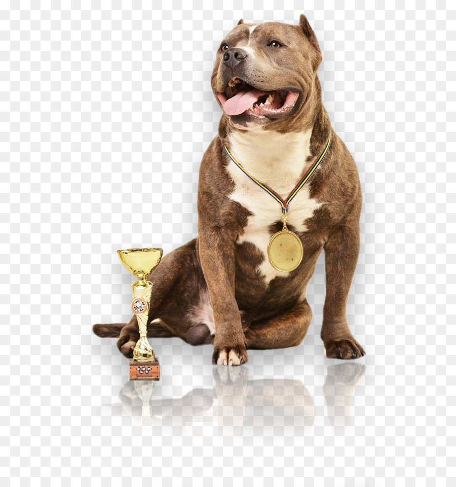 Cane di razza American Pit Bull Terrier Cane collare - bullo americano