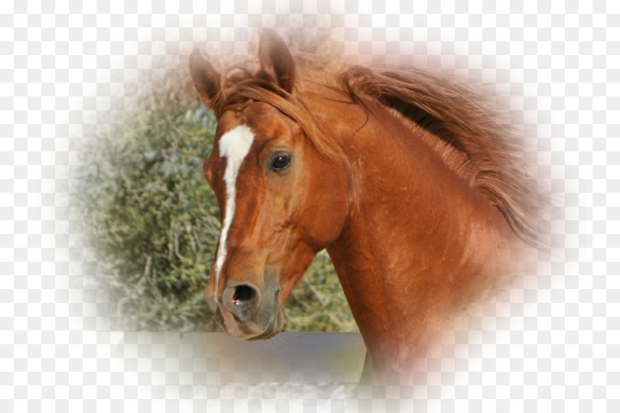Bờm Ngựa Mustang Dây Cương - mustang