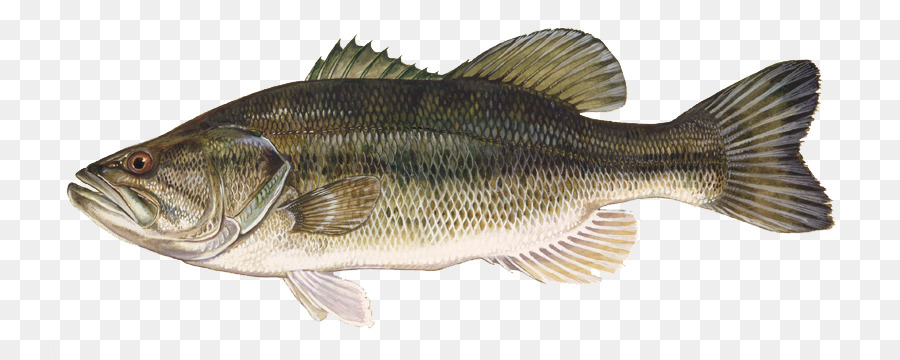 La spigola di grande apertura Smallmouth bass Bass pesca di acqua Dolce pesce Nero crappie - La spigola di grande apertura