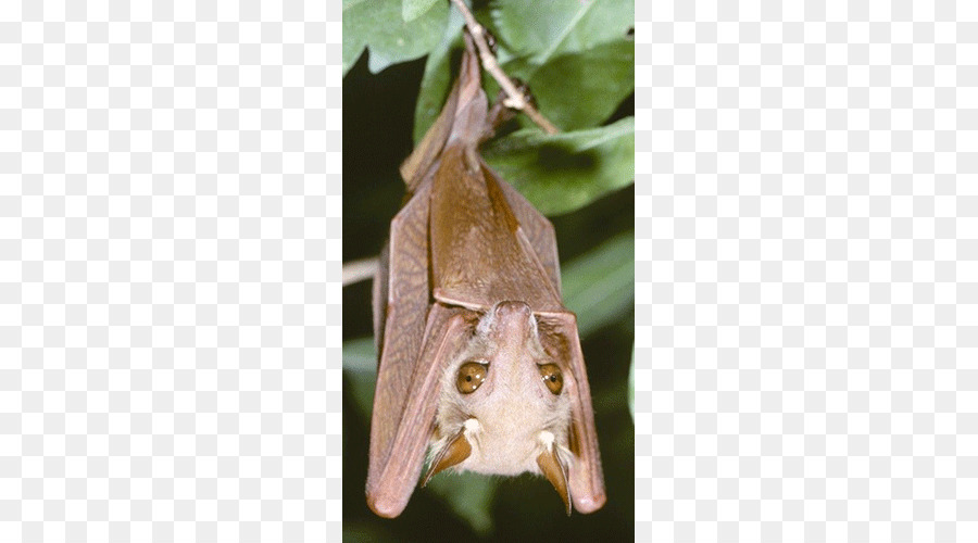 Veldkamp nani di epauletted pipistrello della frutta Gambian epauletted pipistrello della frutta Peters' nano epauletted pipistrello della frutta Megabat Wahlberg è epauletted pipistrello della frutta - altri