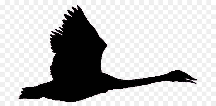 Chim Ngỗng Black swan Kèn trumpet swan chuyến Bay - bay crow