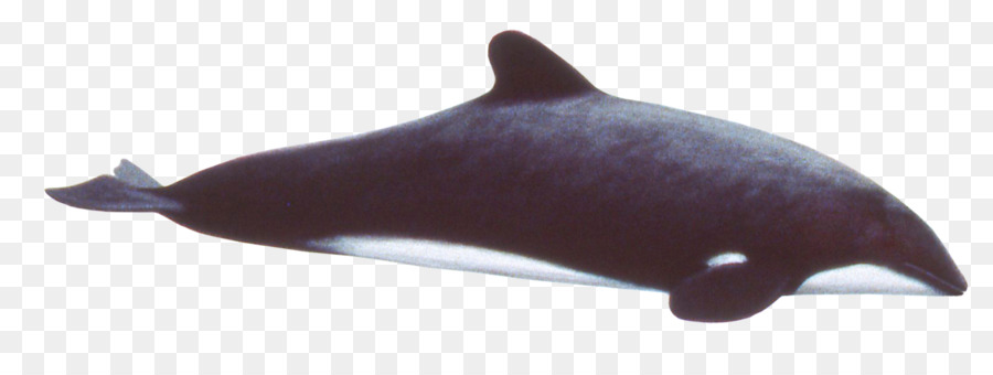 Sotalia tursiope Porpoise Animale - Delfino