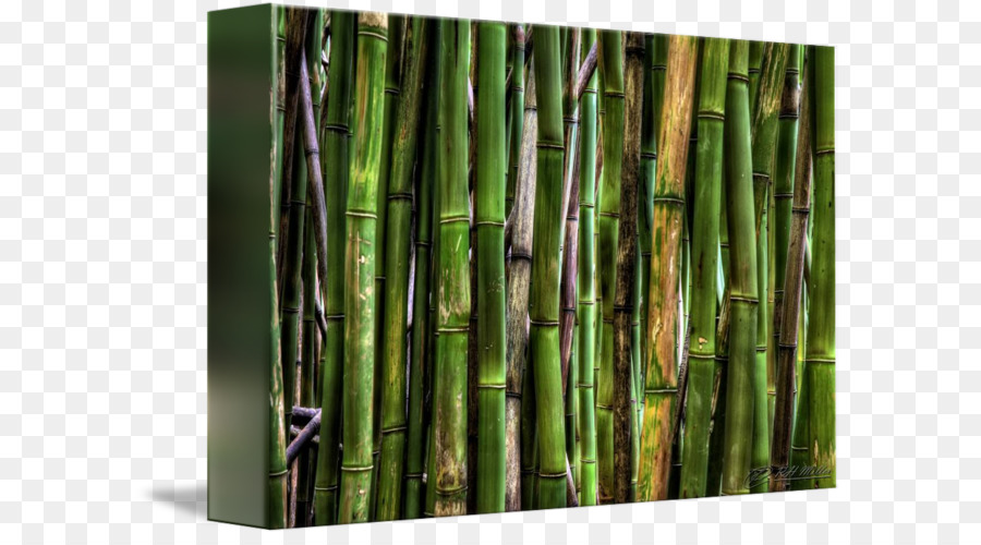 Tropical woody Bambus-Kamera-Objektiv Flickr - Bambus Wald