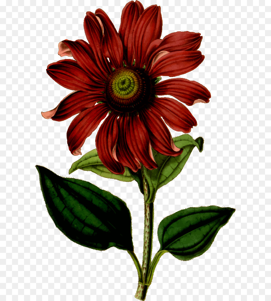 Viola echinacea illustrazione Botanica Disegno di Botanica - altri