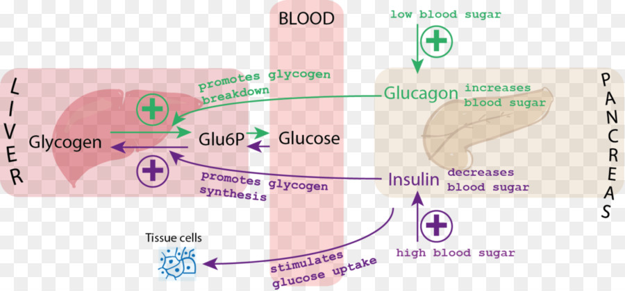Di Zucchero nel sangue di Insulina Glucagone indice Glicemico - di glucosio nel sangue