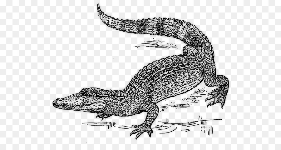 Alligator-NiL-Krokodil Krokodile Clip-art - Wasser Tier